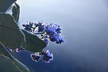 Fleurs violettes | Nature | San Jose del Pacifico | Mexique sur Kimberley Helmendag