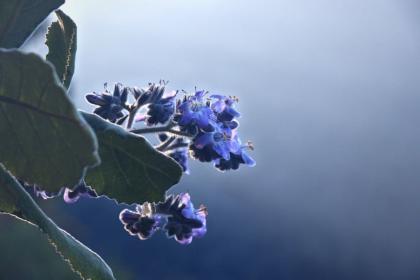 Fleurs violettes | Nature | San Jose del Pacifico | Mexique par Kimberley Helmendag
