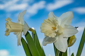 Enchanting Elegant Beauty: Two Muscular White Daffodils in Harmony with the Bright Blue Sky by Remco Ditmar