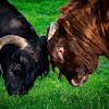 Showdown zwischen zwei Stieren von FotoGraaG Hanneke