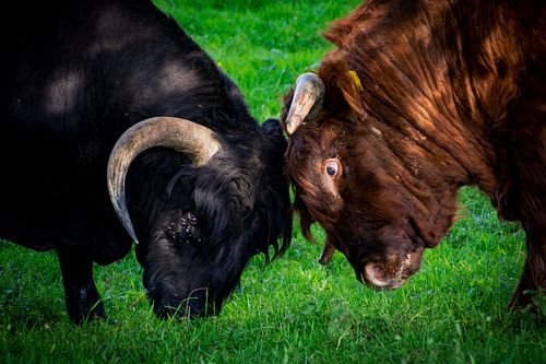 Krachtmeting tussen twee stieren van FotoGraaG Hanneke