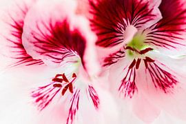 Geranie von Rob Boon