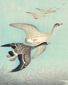 Japanese geese in flight by Mad Dog Art