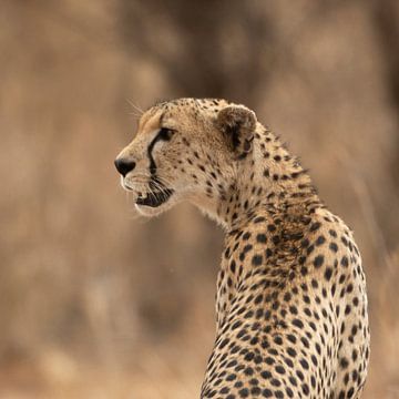 Portret van een Cheetah. van Sjaak Kooijman