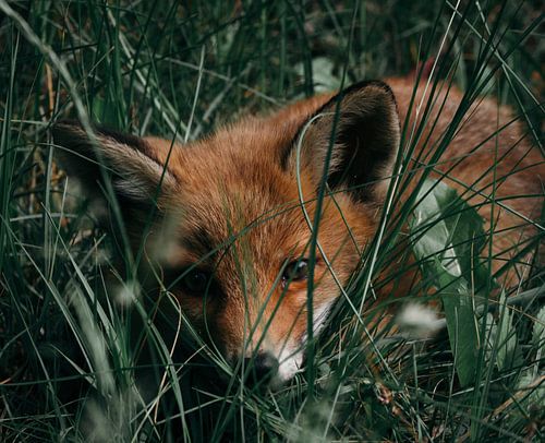 Baby vosje in het gras van Jess Klikt Fotografie