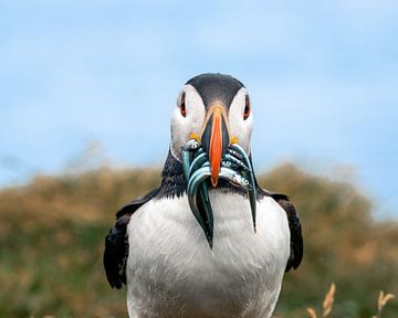 A bite too? Puffin with fish by Marjolein Fortuin