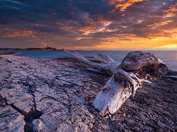 Le tronc d'arbre près de Rovinj sur calvaine8