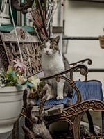 De kat op de bank
