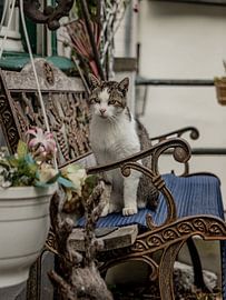 Die Katze auf der Bank von Willi Schubert