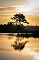 Golden reflection