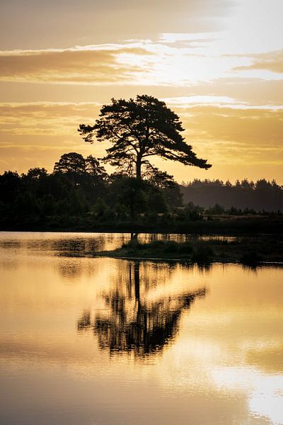 Golden reflection by Esther's Photos