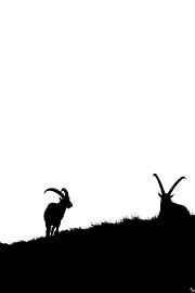 Silhouettes - Capricorns by Anne-Fleur Ponsioen