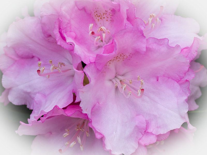 Rodondendron bloemen van Bob de Bruin