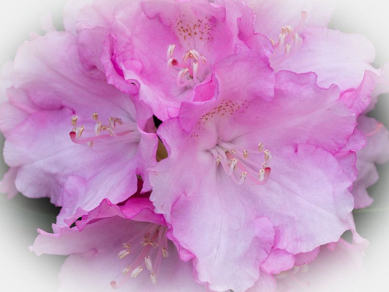 Rhododendron flowers by Bob de Bruin