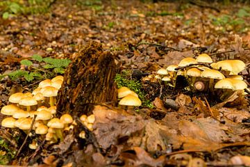 Paddestoelen van Hans Aanen