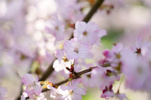 Roze bloesem tijdens de lente in Nederland