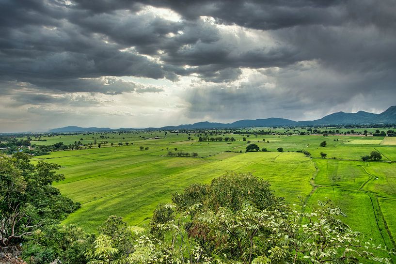 Rice fields in the rainy season by Karen Klein