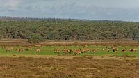 Beaucoup de cerfs