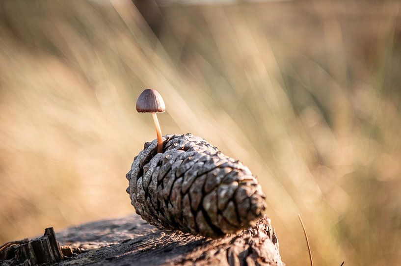 Small toadstool growing from a pine cone. by Sharon de Groot