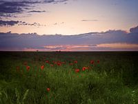 Sunset poppies