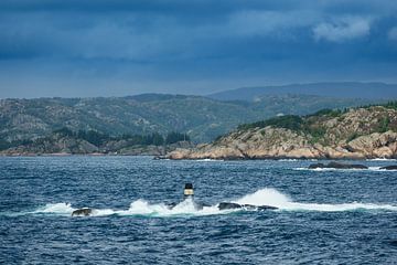 View to the Lyngdalfjord in Norway by Rico Ködder