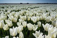 veld met witte tulpen par Arjen Schippers Aperçu