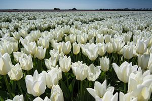 veld met witte tulpen sur Arjen Schippers