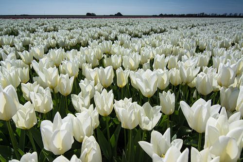 veld met witte tulpen