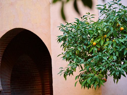 Gate with orange tree in Spain