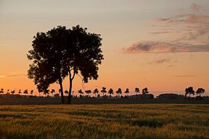 Baum im roten Abendhimmel