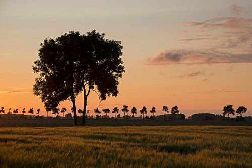 Boom in de rode avondlucht