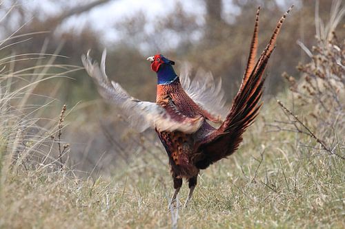 Fazant Texel Nederland