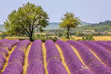 Lavender by Antwan Janssen