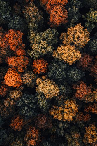 Herfstbos luchtfoto