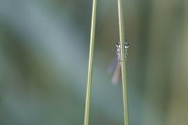 Peek a boo by Jolanda van der Molen