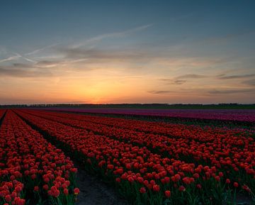 Tulpenveld tijdens de zonsondergang van Michel Knikker