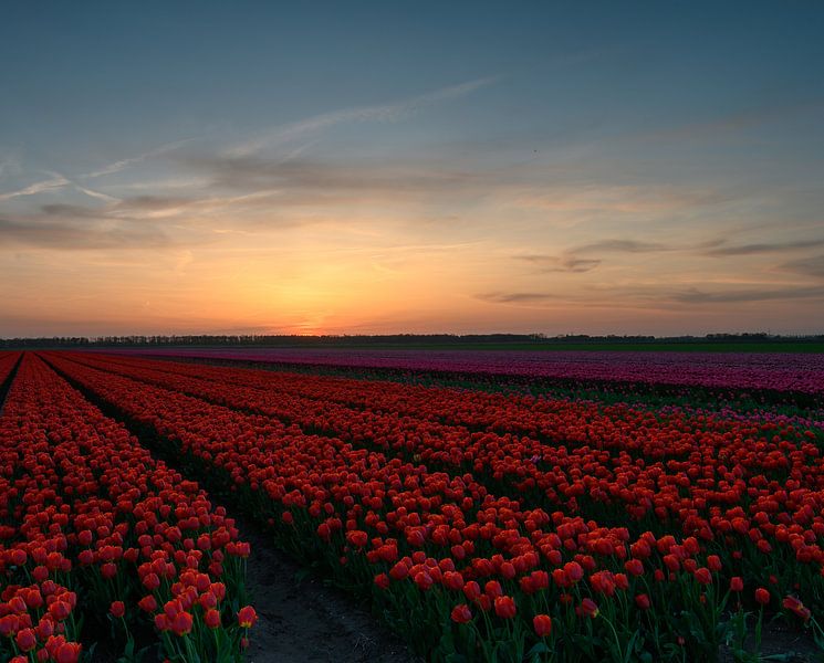 Tulpenveld tijdens de zonsondergang par Michel Knikker