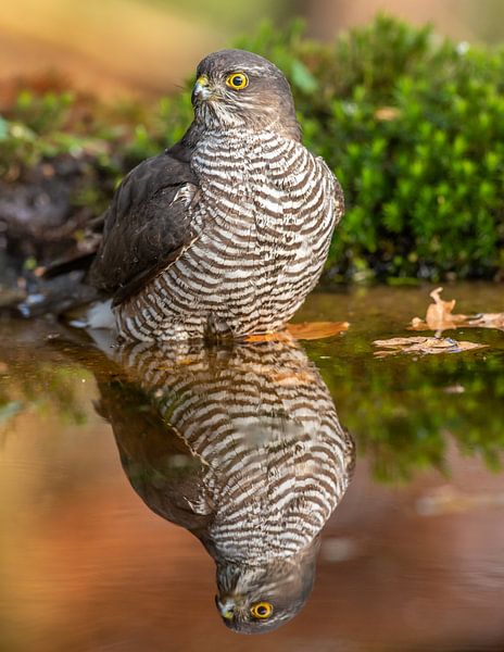 Sparrowhawk in bath by Harry Punter