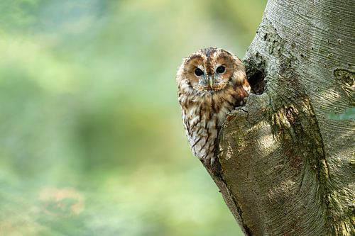 Chouette hulotte