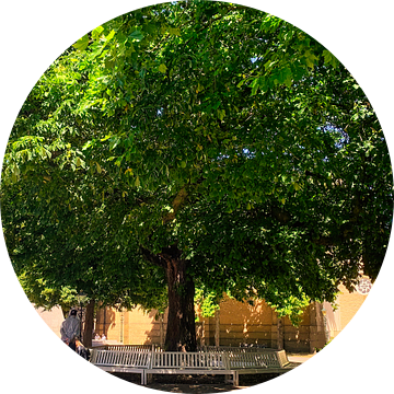 Stadsboom met bankje