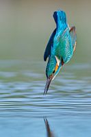 Eisvogel - Blitzschnell