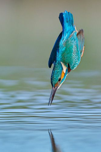 Martin-pêcheur - En un clin d'œil sur Martins-pêcheurs - Corné van Oosterhout
