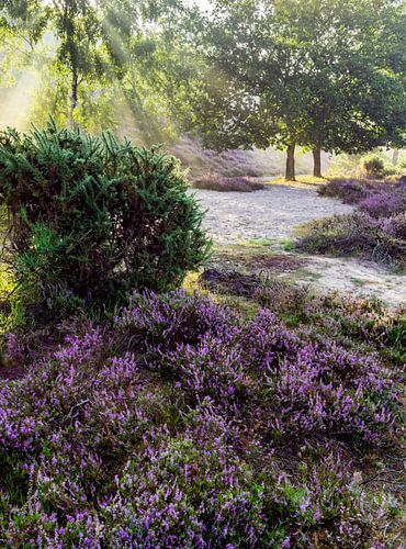 Bruyère en fleur au lever du soleil sur le Veluwe