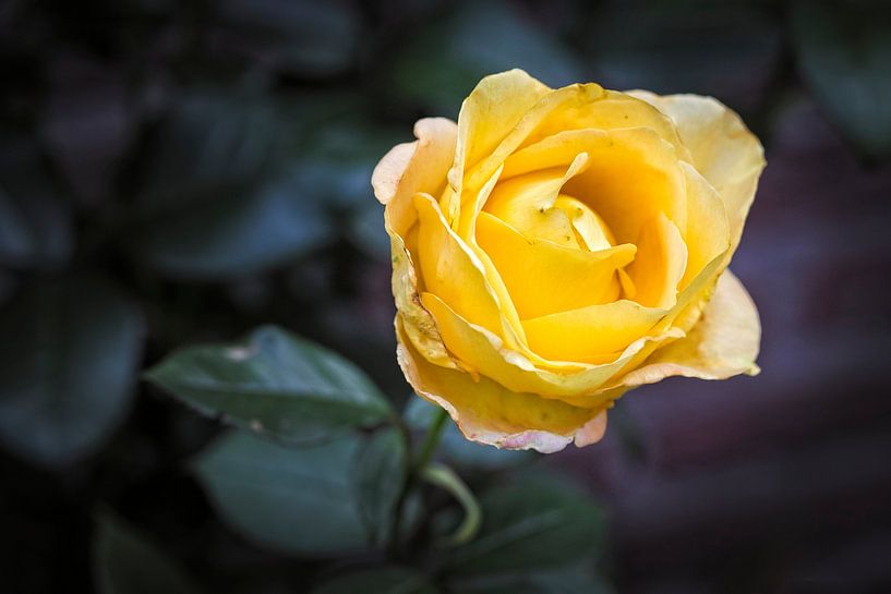 Yellow Rose by Rob Boon