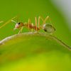Deux fourmi tisserande à Cape Tribulation; Nord de l'Australie sur Sven Wildschut