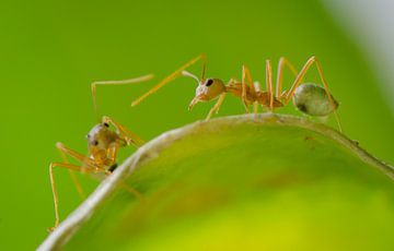 Deux fourmi tisserande à Cape Tribulation; Nord de l'Australie