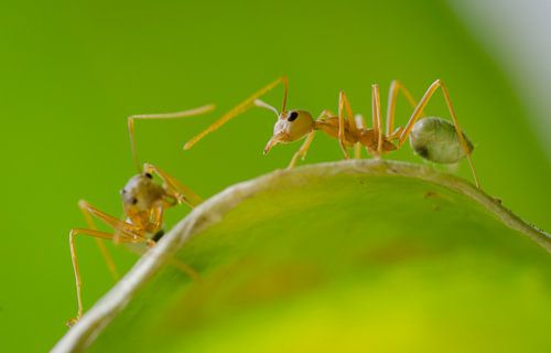 Twee Weefmieren in Cape Tribulation; Noord Australië
