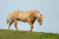 Cheval islandais par Menno Schaefer Aperçu