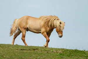Isländisches Pferd