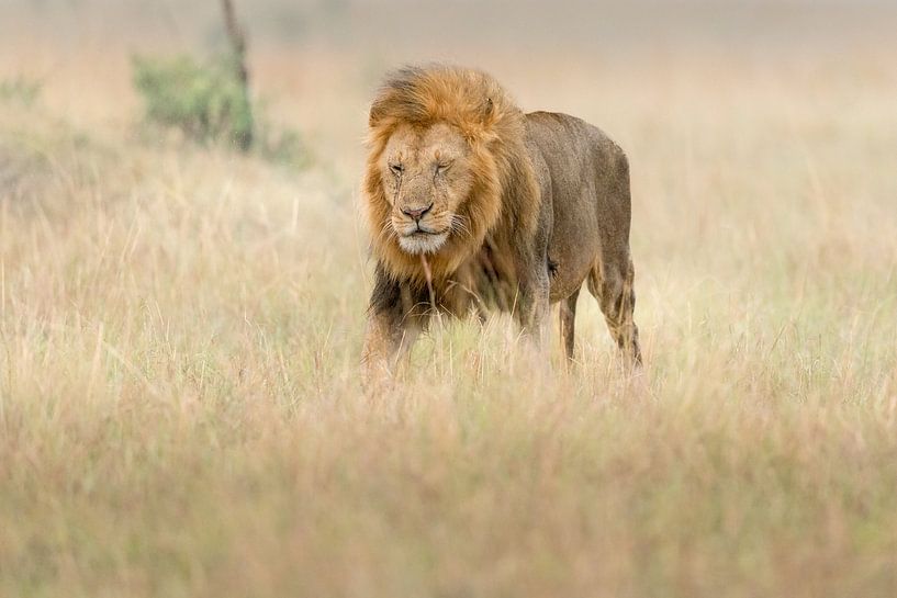 On a mission! by Robert Kok